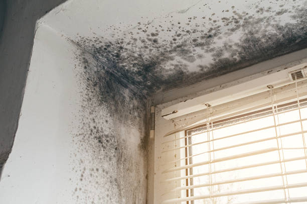 Affordable Mold Removal solutions in Spotswood, NJ